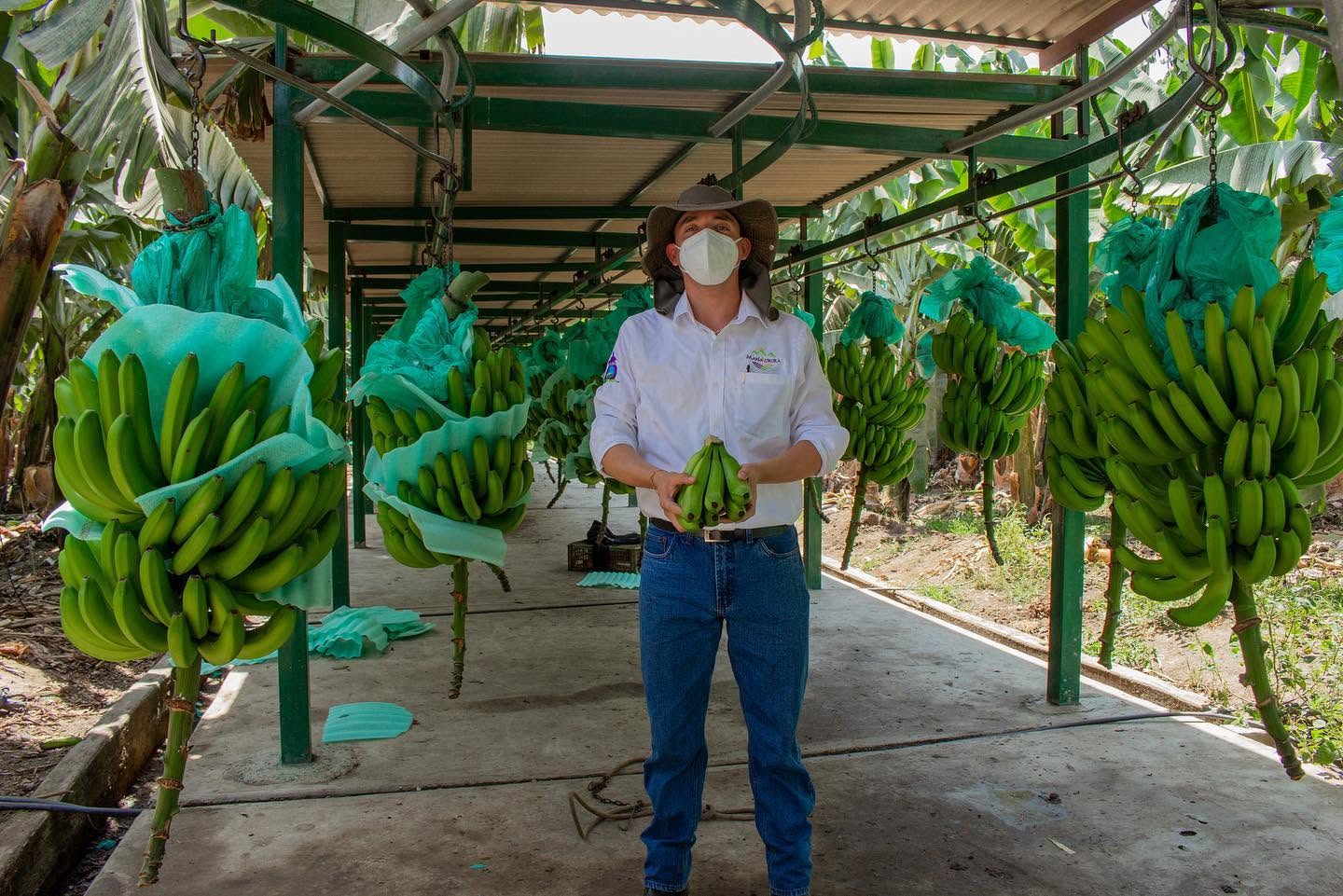 Cosecha de banano en Grupo María Aurora
