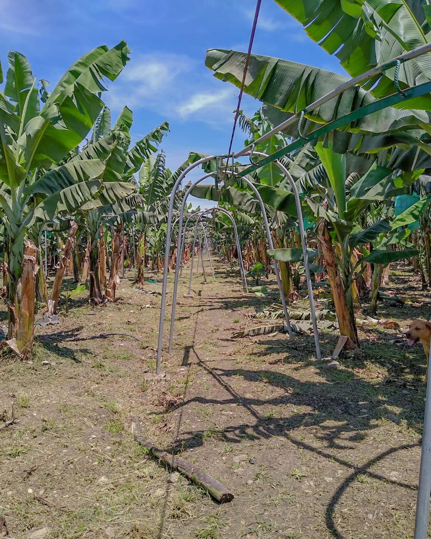 Cultivo de banano