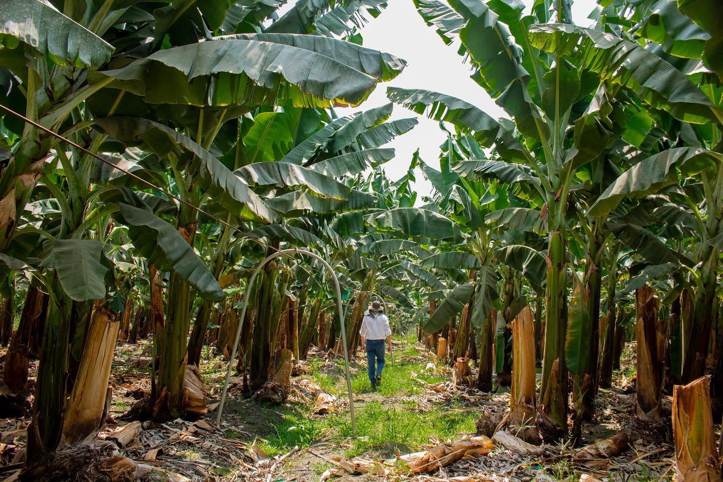 Plantación de banano de Grupo María Aurora