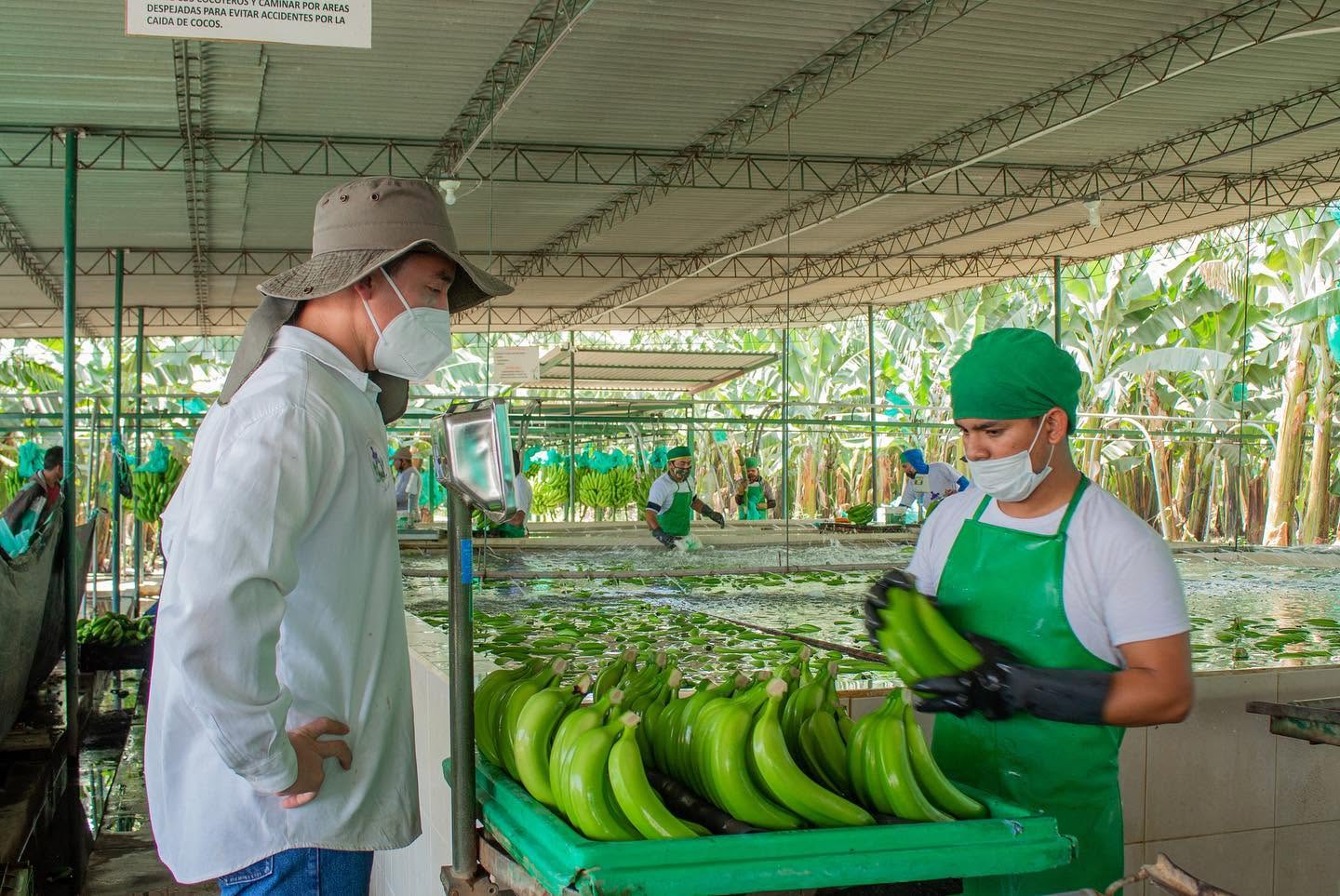 Área de selección y empaque de banano