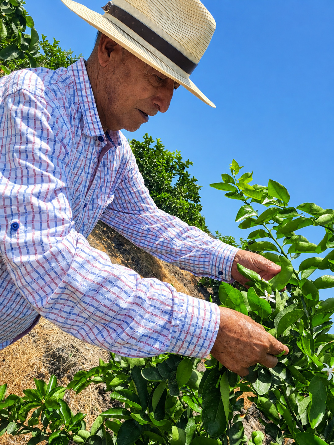 Plantación de banano de Grupo María Aurora